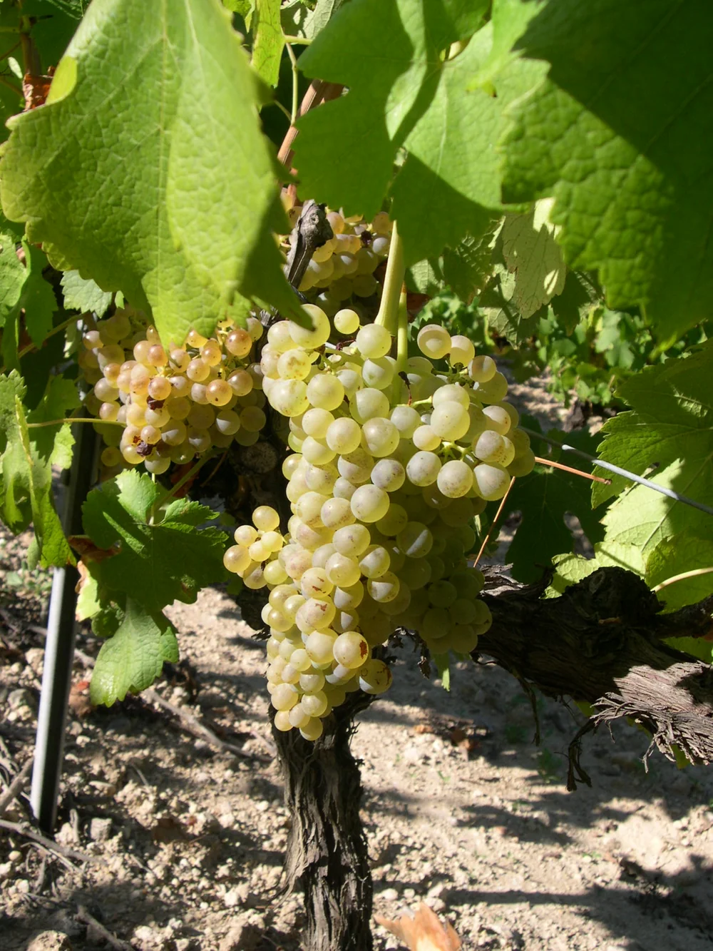 Gros plan d'une belle grappe de raisin blanc Piquepoul dore et mur sur un cep noueux, en plein soleil. Met en valeur le cepage emblematique du domaine (Picpoul de Pinet). 1200x1600.