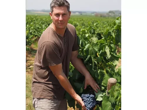 Portrait d'un vigneron dans les vignes, tenant une grappe de raisins noirs à la vendange. Regard caméra, ambiance authentique. Très fort en valeur humaine et confiance.