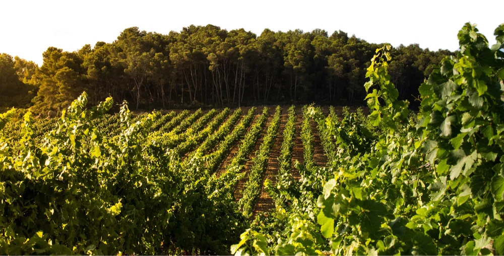 Panorama du vignoble du domaine : rangs de vigne verts montant en pente douce vers une lisiere de pins, lumiere chaude et doree de fin d'apres-midi. Belle vue du terroir. Format banniere panoramique avec bords legerement attenues (pensee pour un bandeau de site).